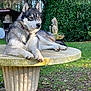 dog, husky, outdoor, garden, stone_pedestal, greenery, grass, leaves, statue, tree, sunlight, pet, animal, canine, nature, relaxed, fur, ears, collar, daylight
