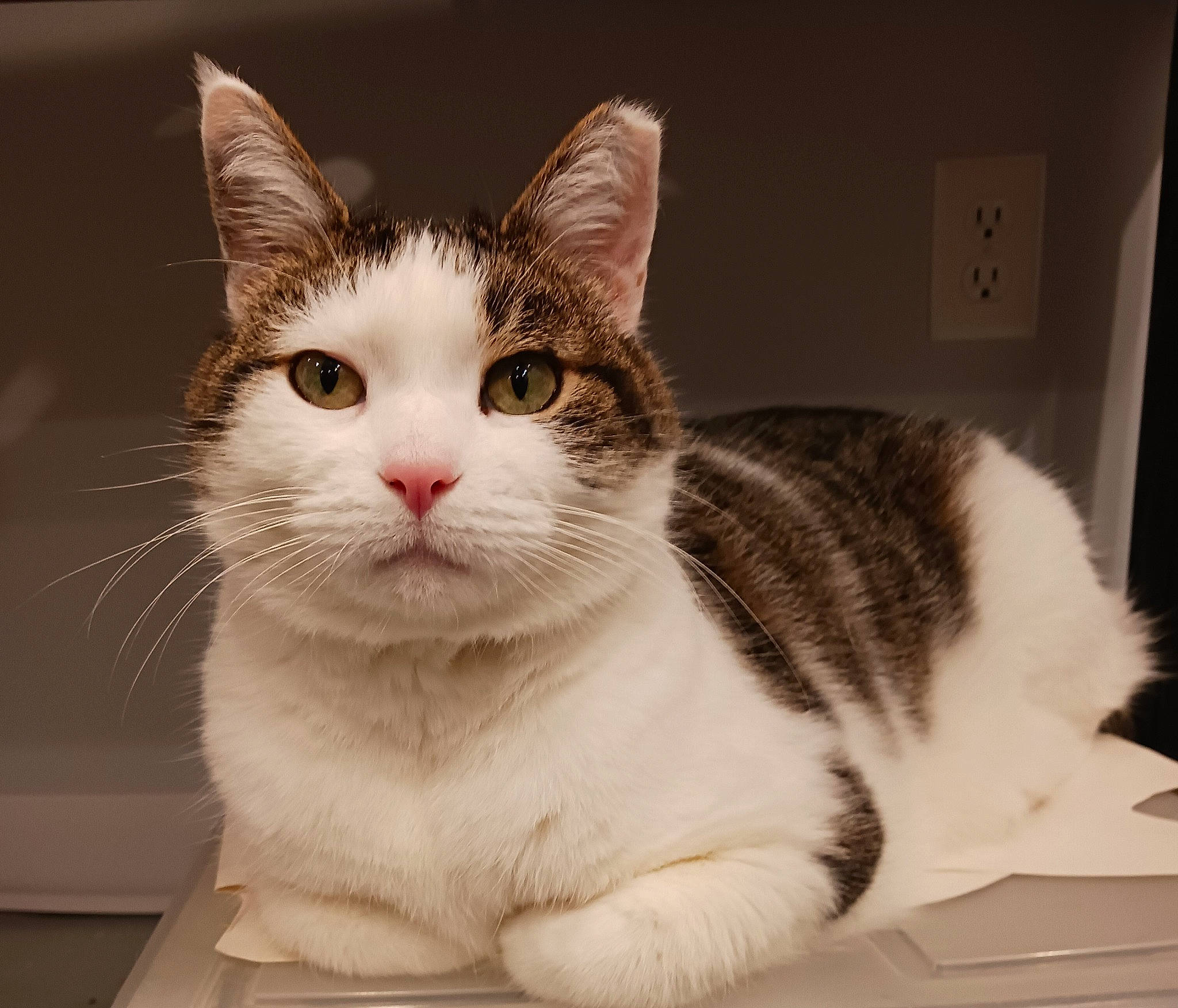 Gerald joined the competition — help win amazing prizes! box, carnivore, cat, domestic_short_haired_cat, felidae, fur, light_switch, paw, pet_supply, rectangle, small_to_medium_sized_cats, snout, tail, wall_plate, whiskers, window