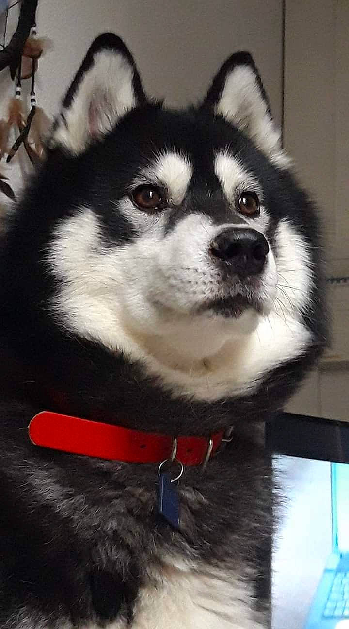 Harley a rejoint le concours — aidez-le/la à gagner de superbes lots ! ancient_dog_breeds, canidae, canis, carnivore, collar, companion_dog, dog, dog_breed, fur, non_sporting_group, pet_supply, siberian_husky, sled_dog, snout, sporting_group, terrestrial_animal, whiskers, working_animal, working_dog