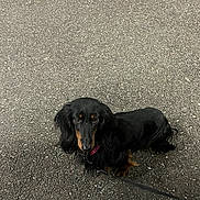 Thelma a rejoint le concours — aidez-le/la à gagner de superbes lots ! animal, asphalt, black_coat, brown_eyes, collar, dachshund, daylight, dog, floppy_ears, ground, leash, long_hair, looking_at_camera, outdoor, pavement, pet, portrait, road, sitting, tan_markings