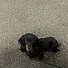animal, asphalt, black_coat, brown_eyes, collar, dachshund, daylight, dog, floppy_ears, ground, leash, long_hair, looking_at_camera, outdoor, pavement, pet, portrait, road, sitting, tan_markings