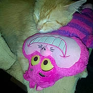Zepplin is registered to the contest to win money with this photo: cat, orange_cat, sleeping, plush_toy, pink, purple, yellow_eyes, stuffed_animal, cozy, nap, feline, pet, soft_texture, cute, indoors, resting, animal, closeup, adorable, comfort