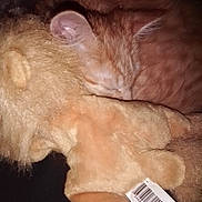 Zeplin joined the competition — help win amazing prizes! animal, cat, closeup, cozy, cute, dark_background, fur, indoor, kitten, lion, orange, peaceful, pet, plush_toy, resting, sleeping, snuggling, soft, stuffed_animal, young_cat