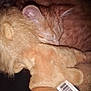 animal, cat, closeup, cozy, cute, dark_background, fur, indoor, kitten, lion, orange, peaceful, pet, plush_toy, resting, sleeping, snuggling, soft, stuffed_animal, young_cat