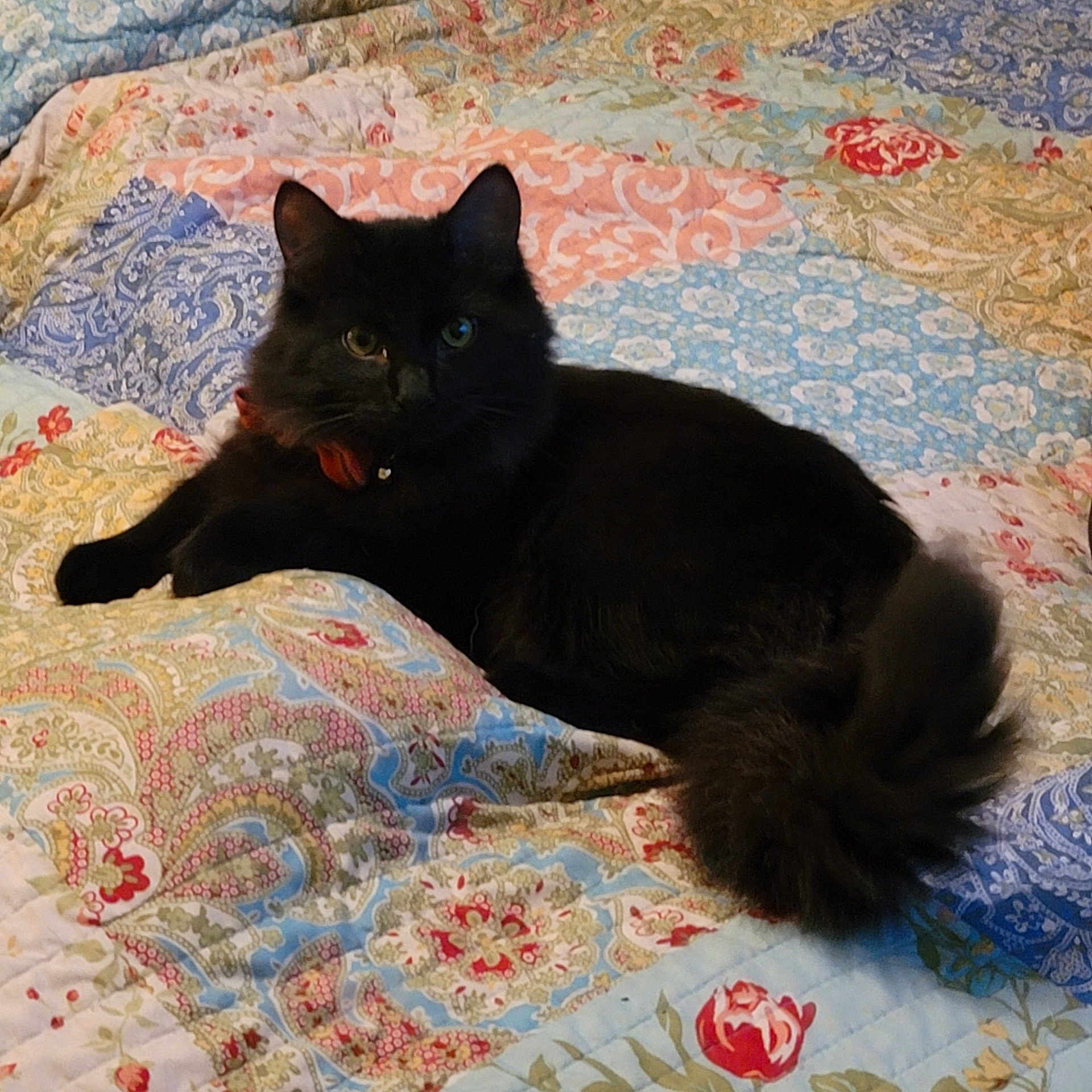 Mr. Soot is registered to the contest to win money with this photo: cat, black_cat, fluffy_tail, quilt, patterned_bedspread, indoor, pet, feline, resting, cozy, bed, domestic_animal, cute, fur, animal, relaxing, colorful, comfort, whiskers, ears