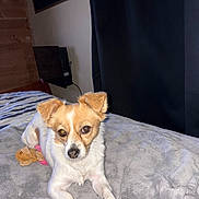 Apple participe au concours pour gagner de l'argent avec cette photo : dog, puppy, pet, animal, portrait, indoors, bed, bedroom, blanket, toy, squeaky_toy, lying_down, sitting, front_facing, brown_and_white, floppy_ears, white_fur, brown_fur, flash_photography, home