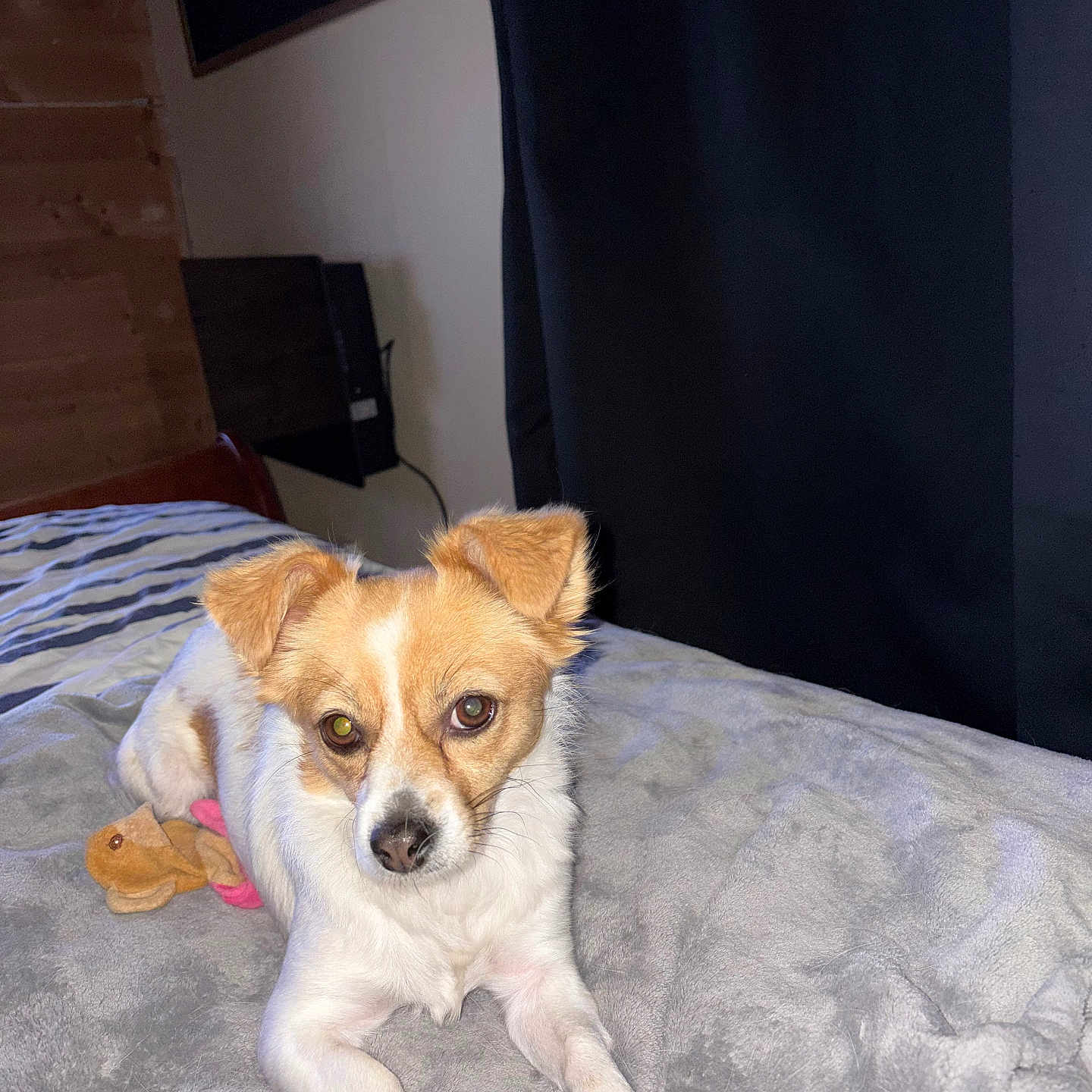 Apple participe au concours pour gagner de l'argent avec cette photo : dog, puppy, pet, animal, portrait, indoors, bed, bedroom, blanket, toy, squeaky_toy, lying_down, sitting, front_facing, brown_and_white, floppy_ears, white_fur, brown_fur, flash_photography, home