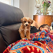 Bear joined the competition — help win amazing prizes! puppy, dog, blanket, colorful, patterned, person, glasses, couch, leather, flower_vase, mirror, indoor, relaxing, cozy, curly_fur, brown_dog, decor, furniture, resting, home