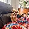 blanket, brown_dog, colorful, couch, cozy, curly_fur, decor, dog, flower_vase, furniture, glasses, home, indoor, leather, mirror, patterned, person, puppy, relaxing, resting