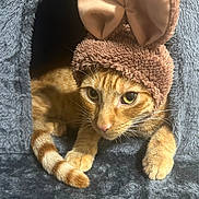 Tim joined the competition — help win amazing prizes! cat, orange_tabby, bunny_ears, hat, cozy, cat_cave, pet, fur, whiskers, cute, indoor, animal, feline, ears, costume, soft, resting, curious, closeup, warm