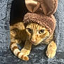 cat, orange_tabby, bunny_ears, hat, cozy, cat_cave, pet, fur, whiskers, cute, indoor, animal, feline, ears, costume, soft, resting, curious, closeup, warm