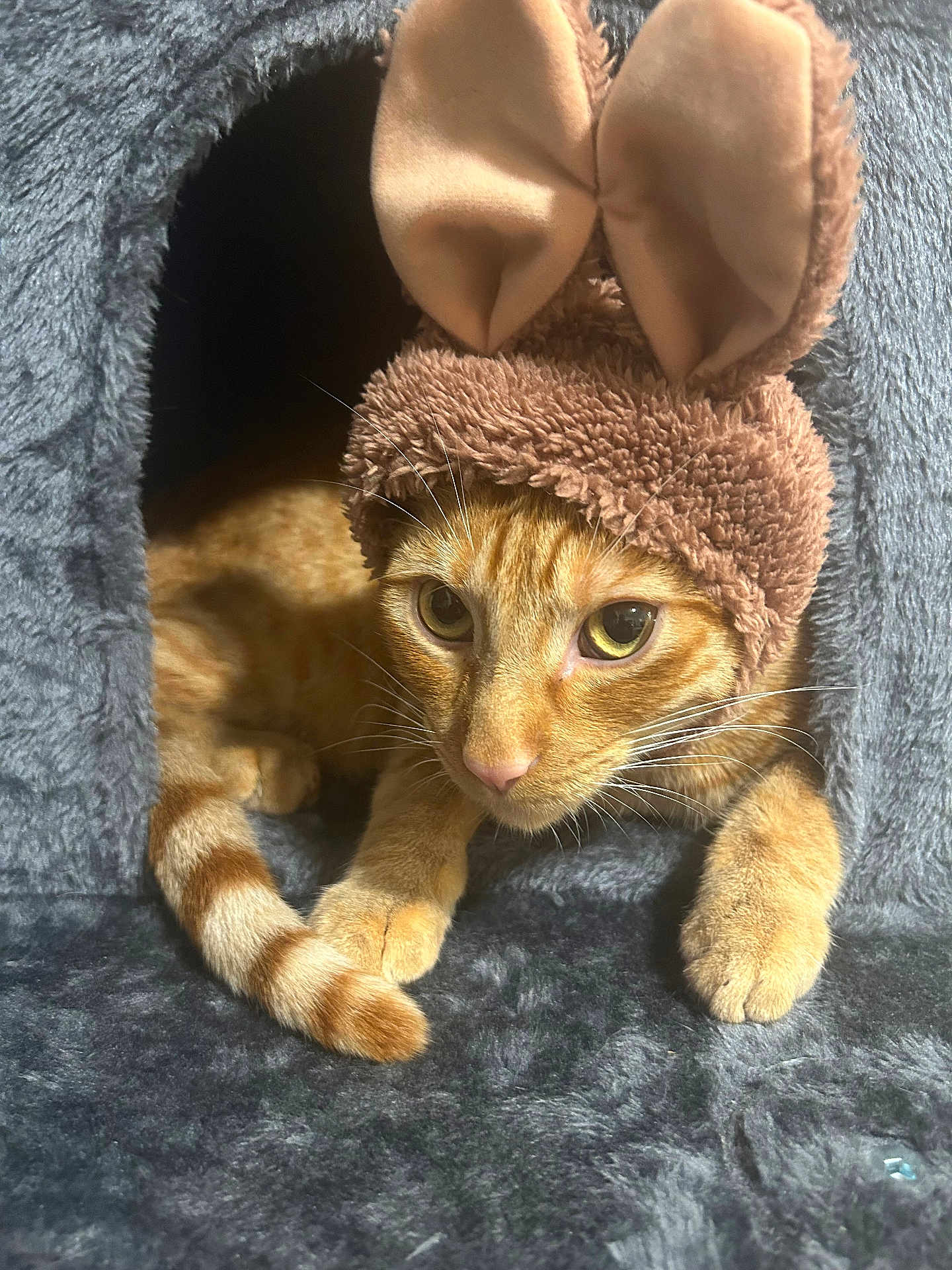 Tim joined the competition — help win amazing prizes! cat, orange_tabby, bunny_ears, hat, cozy, cat_cave, pet, fur, whiskers, cute, indoor, animal, feline, ears, costume, soft, resting, curious, closeup, warm