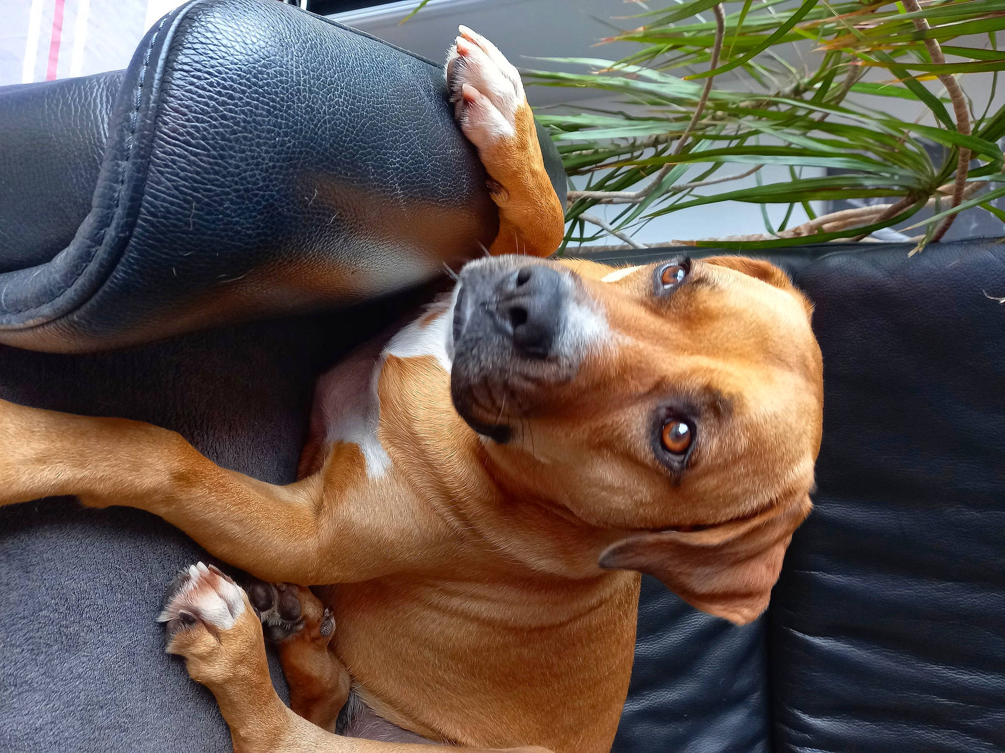 Pixelle participe au concours pour gagner de l'argent avec cette photo : canidae, carnivore, collar, comfort, companion_dog, dog, dog_breed, dog_collar, ear, fawn, foot, hound, liver, plant, snout, sporting_group, sunglasses, terrestrial_animal, whiskers, working_animal