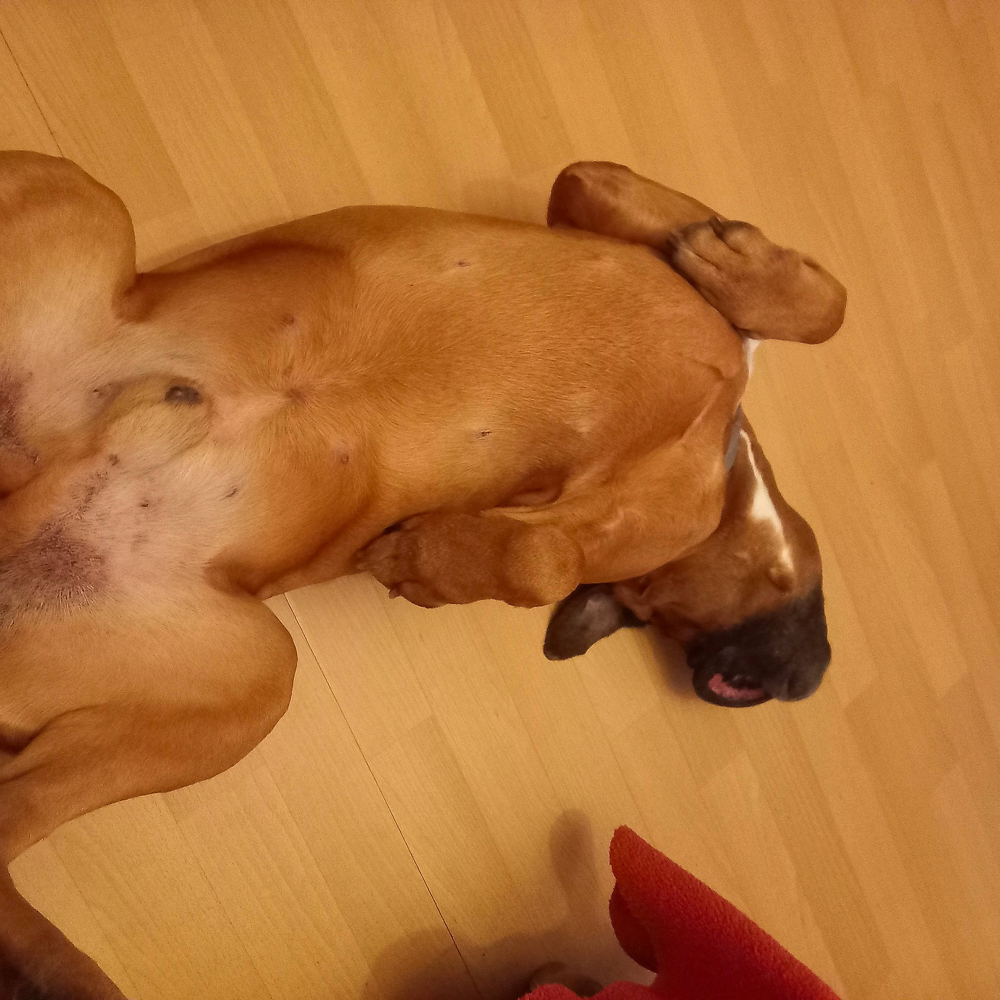 Iron a rejoint le concours — aidez-le/la à gagner de superbes lots ! carnivore, chest, cloud, comfort, companion_dog, dog, dog_breed, ear, fawn, flooring, gesture, hardwood, liver, pet_supply, snout, sporting_group, tail, trunk, wood, working_animal