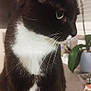 cat, tuxedo_cat, indoor, close_up, green_eyes, whiskers, pet, animal, feline, houseplant, potted_plant, fur, black_and_white, side_profile, domestic_cat, curious, sitting, home, cozy, background_blur