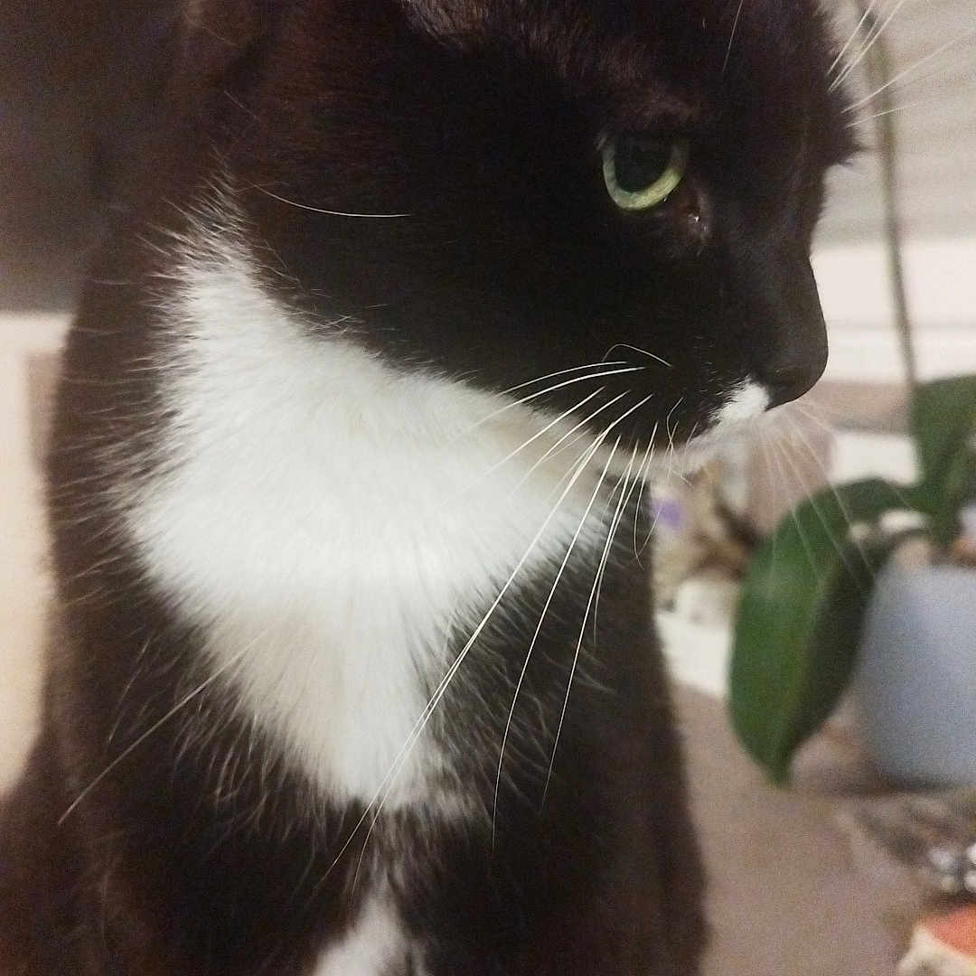 Gareth participe au concours pour gagner de l'argent avec cette photo : animal, background_blur, black_and_white, cat, close_up, cozy, curious, domestic_cat, feline, fur, green_eyes, home, houseplant, indoor, pet, potted_plant, side_profile, sitting, tuxedo_cat, whiskers