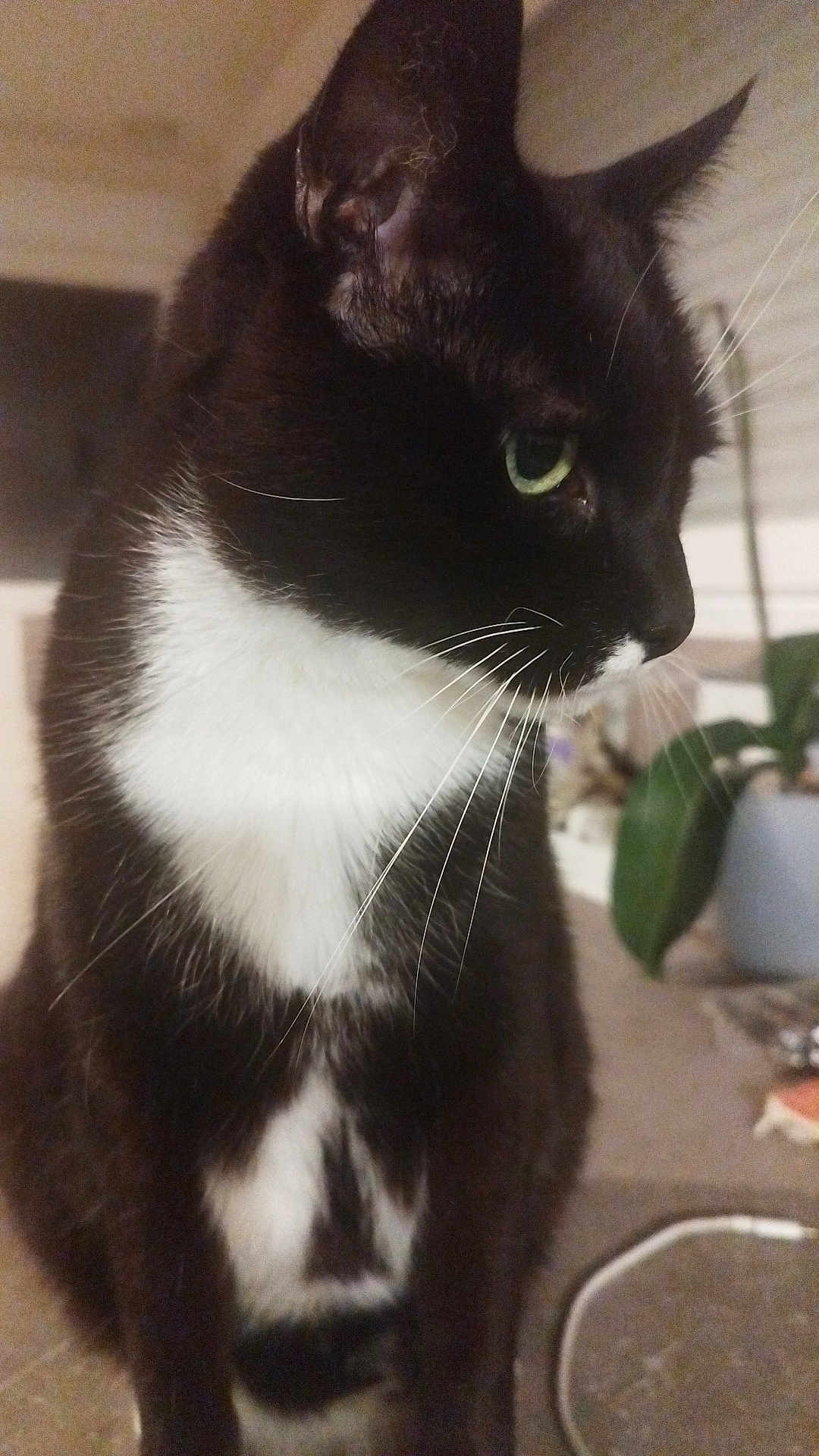 Gareth participe au concours pour gagner de l'argent avec cette photo : cat, tuxedo_cat, indoor, close_up, green_eyes, whiskers, pet, animal, feline, houseplant, potted_plant, fur, black_and_white, side_profile, domestic_cat, curious, sitting, home, cozy, background_blur