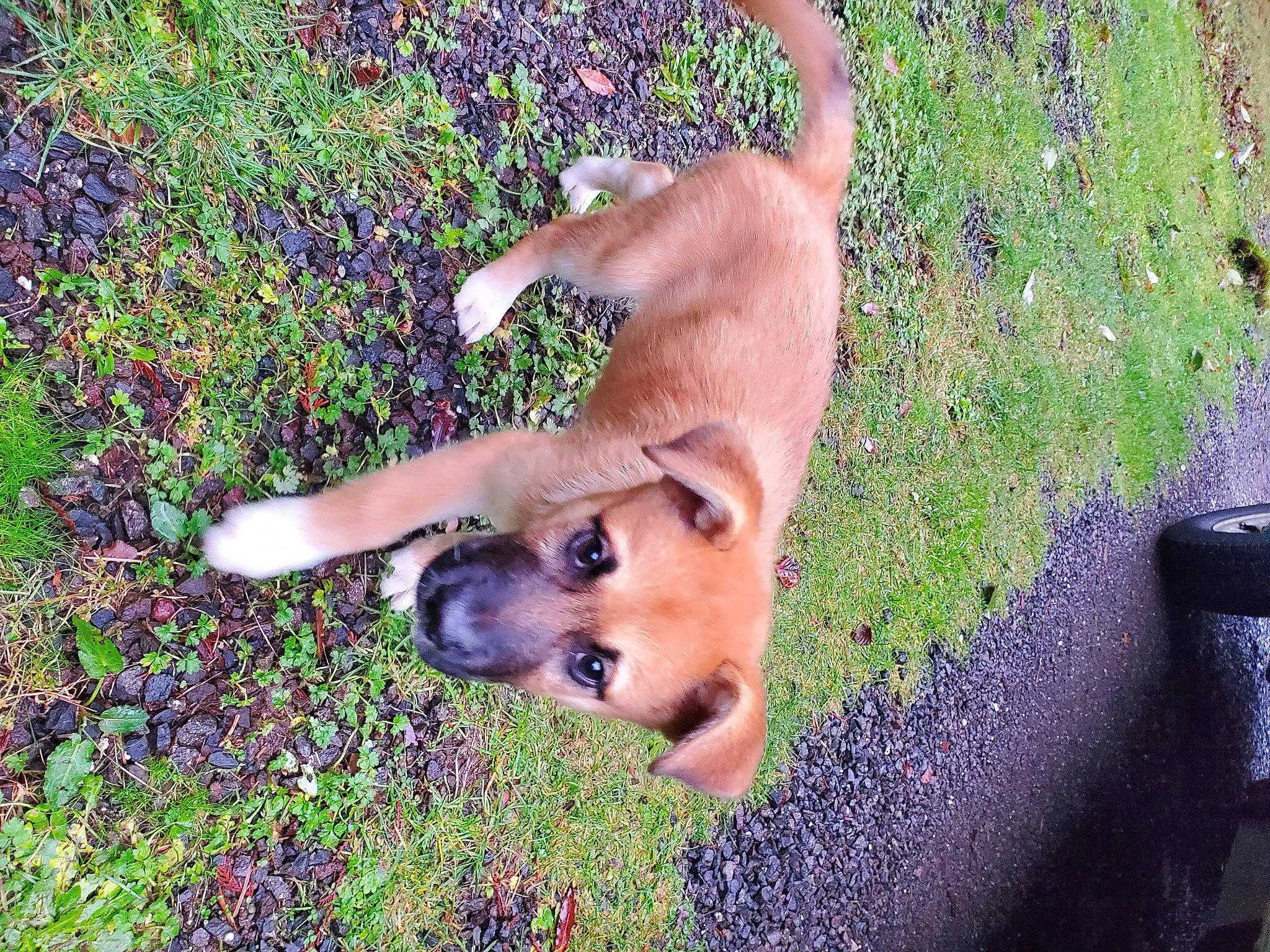 Mickey is registered to the contest to win money with this photo: canidae, carnivore, companion_dog, dog, dog_breed, fawn, grass, groundcover, mammal, non_sporting_group, plant, snout, sporting_group, street_dog, tail, terrestrial_animal, vertebrate, wildlife, working_animal