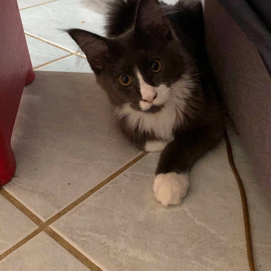 Balthazar participe au concours pour gagner de l'argent avec cette photo : cat, black_and_white, tile_floor, curious, pet, indoor, corner, alert, fur, whiskers, paws, animal, domestic, resting, young_cat, home, cute, feline, screenshot, mobile_interface