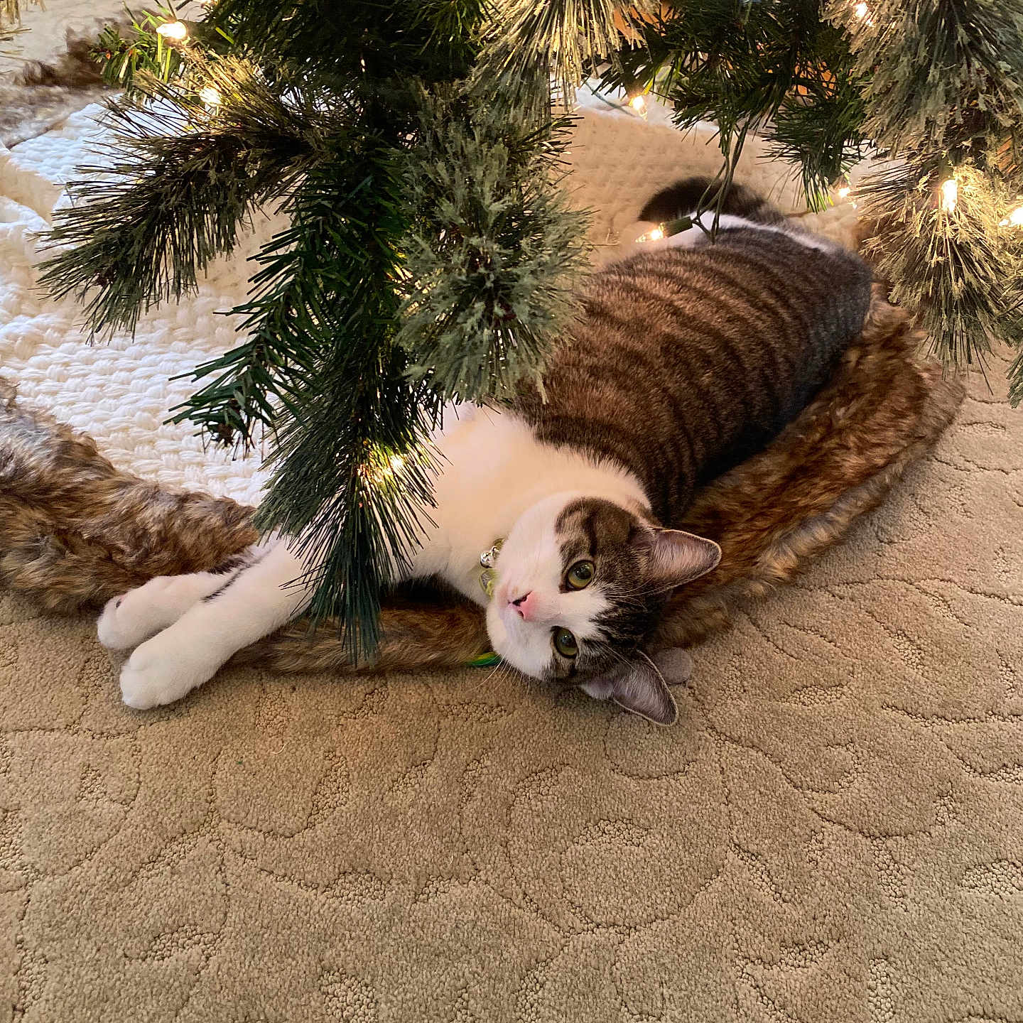 Marú joined the competition — help win amazing prizes! abyssinian, accessories, animal, canine, cat, christmas, christmasdecorations, christmastree, conifer, dog, festival, fir, hardwood, kitten, manx, pet, pine, plant, tree, wood