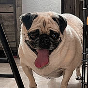 Bubbles joined the competition — help win amazing prizes! dog, pug, tongue_out, pet, indoor, floor, tile, animal, canine, cute, mammal, furniture, crate, happy, playful, short_hair, companion, domestic, standing, closeup