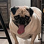 dog, pug, tongue_out, pet, indoor, floor, tile, animal, canine, cute, mammal, furniture, crate, happy, playful, short_hair, companion, domestic, standing, closeup
