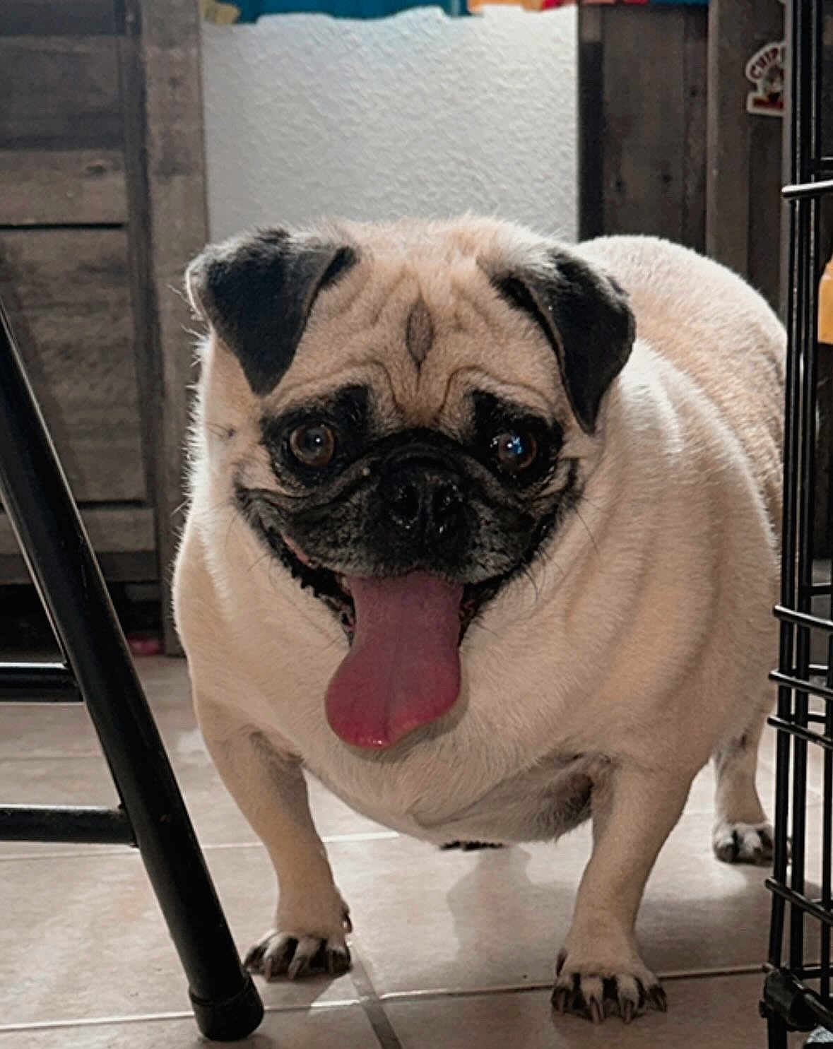 Bubbles joined the competition — help win amazing prizes! dog, pug, tongue_out, pet, indoor, floor, tile, animal, canine, cute, mammal, furniture, crate, happy, playful, short_hair, companion, domestic, standing, closeup