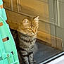 cat, tabby, indoor, glass_door, reflection, wooden_panel, furniture, curious, pet, sitting, animal, domestic, cozy, eyes, feline, striped, chair, home, quiet, calm