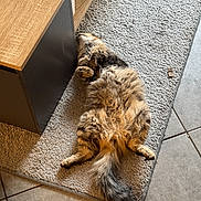 Laïka participe au concours pour gagner de l'argent avec cette photo : cat, fluffy, lying_down, carpet, fur, relaxed, indoor, wooden_furniture, tail, paws, home, cozy, pet, animal, floor_tiles, tabby, sleeping, cute, resting, feline