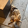 cat, fluffy, lying_down, carpet, fur, relaxed, indoor, wooden_furniture, tail, paws, home, cozy, pet, animal, floor_tiles, tabby, sleeping, cute, resting, feline