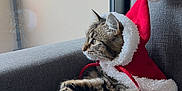 Laïka participe au concours pour gagner de l'argent avec cette photo : cat, tabby_cat, santa_hat, festive, holiday, costume, couch, indoor, window, relaxed, fluffy, pet, feline, looking_out_window, gray_furniture, domestic_animal, cozy, fur, whiskers, cute