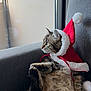 cat, tabby_cat, santa_hat, festive, holiday, costume, couch, indoor, window, relaxed, fluffy, pet, feline, looking_out_window, gray_furniture, domestic_animal, cozy, fur, whiskers, cute