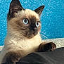 alert, animal, black_surface, blue_background, blue_eyes, close_up, curious, cute, ears, fur, indoor, kitten, paws, pet, portrait, resting, siamese_cat, texture, whiskers, young