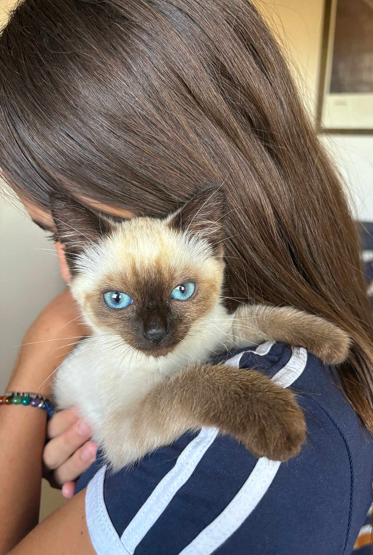 Loocky a rejoint le concours — aidez-le/la à gagner de superbes lots ! siamese_cat, kitten, blue_eyes, person, long_hair, embrace, close_up, indoor, affection, pet, animal, fur, face, hand, clothing, shoulder, young, cute, domestic_cat, love