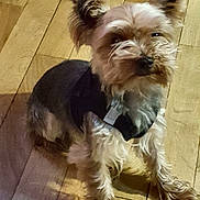 Escalibure70hotmailfr participe au concours pour gagner de l'argent avec cette photo : australian_silky_terrier, biewer_terrier, carnivoran, companion_dog, dog, dog_breed, dog_breed_group, dog_like_mammal, morkie, puppy, small_terrier, snout, terrier, toy_dog, vertebrate, yorkshire_terrier