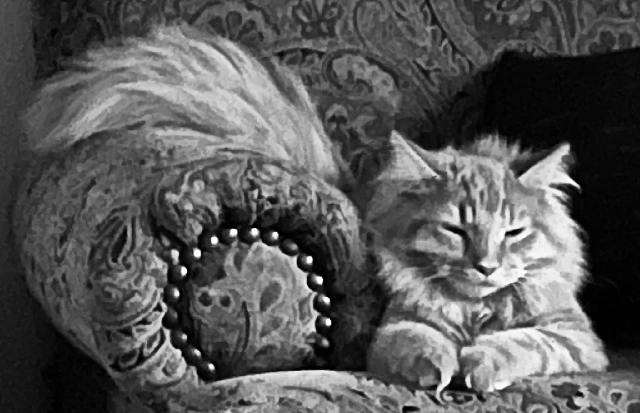 Elsa joined the competition — help win amazing prizes! art, black, black_and_white, carnivore, cat, darkness, event, felidae, fur, monochrome, monochrome_photography, petal, small_to_medium_sized_cats, snout, still_life_photography, style, terrestrial_animal, visual_arts, whiskers, wildlife