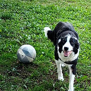 Nova a rejoint le concours — aidez-le/la à gagner de superbes lots ! dog, grass, soccer_ball, bench, outdoor, pet, playful, black_and_white, happy, animal, field, nature, park, canine, walking, fur, tail, tongue, daylight, greenery