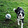 dog, grass, soccer_ball, bench, outdoor, pet, playful, black_and_white, happy, animal, field, nature, park, canine, walking, fur, tail, tongue, daylight, greenery