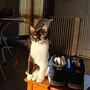 Niki participe au concours pour gagner de l'argent avec cette photo : cat, black_and_white, sitting, wooden_stool, nike_shoes, blue_shoes, sunlight, indoor, chair, curtains, radiator, table, floor, shadow, window, home, pet, feline, domestic_animal, calm