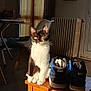 cat, black_and_white, sitting, wooden_stool, nike_shoes, blue_shoes, sunlight, indoor, chair, curtains, radiator, table, floor, shadow, window, home, pet, feline, domestic_animal, calm