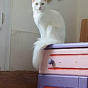 Nala participe au concours pour gagner de l'argent avec cette photo : cat, white_cat, furniture, cabinet, colorful, purple, pink, red, heart_shaped_frame, wall, indoor, pet, animal, fluffy, tail, window, decor, household, cute, sitting