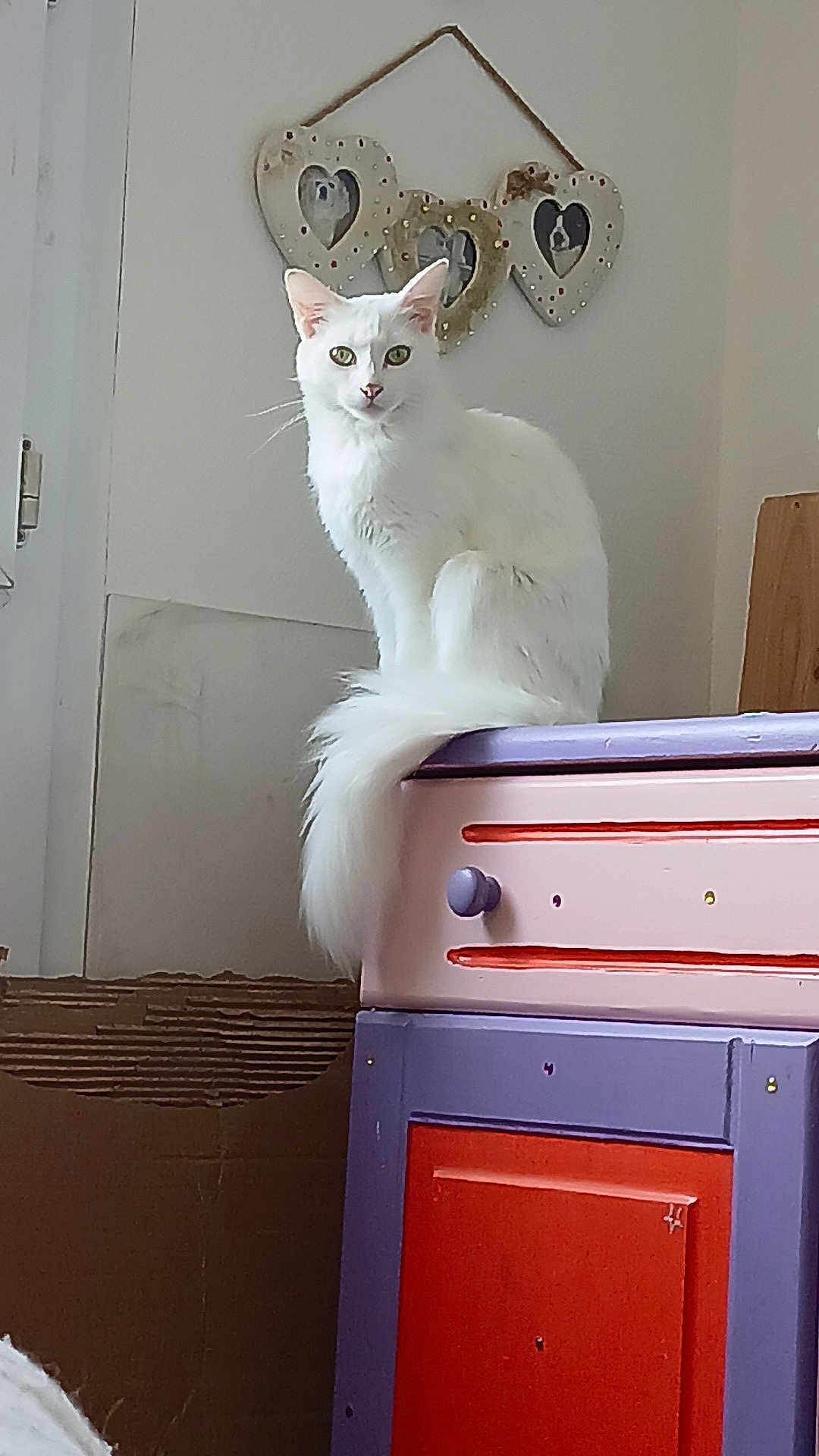 Nala participe au concours pour gagner de l'argent avec cette photo : cat, white_cat, furniture, cabinet, colorful, purple, pink, red, heart_shaped_frame, wall, indoor, pet, animal, fluffy, tail, window, decor, household, cute, sitting