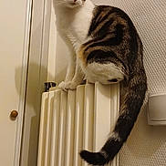 Naïa a rejoint le concours — aidez-le/la à gagner de superbes lots ! cat, tabby_cat, indoor, radiator, wall, framed_picture, curious, pet, feline, whiskers, tail, ears, domestic_animal, sitting, looking_away, home, cozy, fur, animal, cute