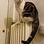 cat, tabby_cat, indoor, radiator, wall, framed_picture, curious, pet, feline, whiskers, tail, ears, domestic_animal, sitting, looking_away, home, cozy, fur, animal, cute
