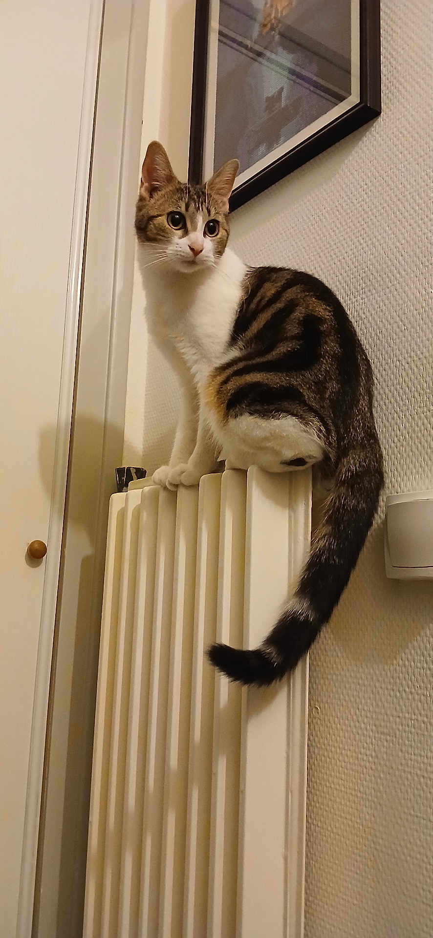 Naïa