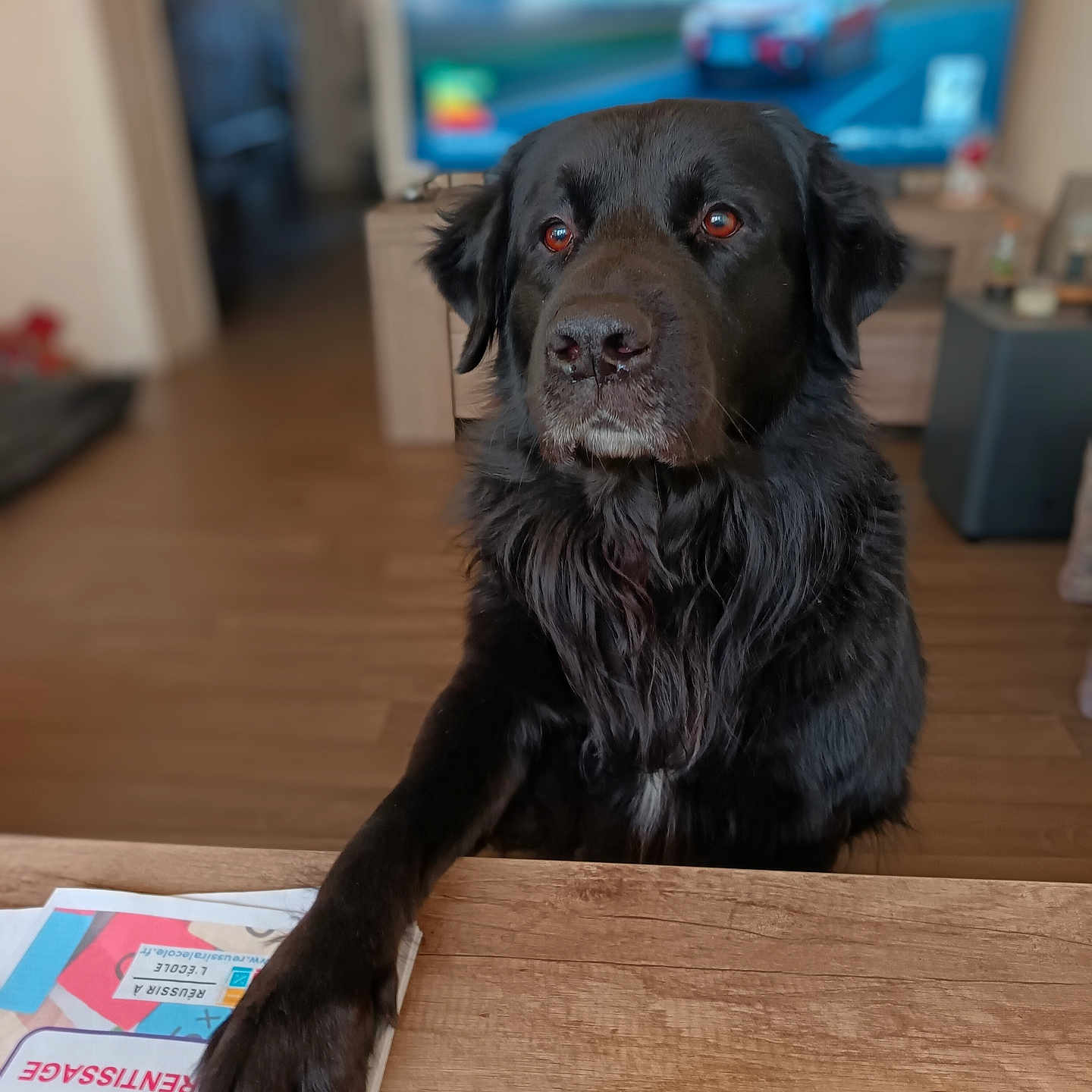 Olaf participe au concours pour gagner de l'argent avec cette photo : animal, canine, car, cockerspaniel, computerhardware, dog, electronics, hardware, hardwood, hound, labradorretriever, monitor, pet, plate, plywood, puppy, screen, transportation, vehicle, wood