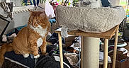 Willow joined the competition — help win amazing prizes! black_and_white_cat, blanket, cat, cat_bed, ceiling_fan, chair, cozy, cushion, decor, furniture, ginger_cat, indoor, living_room, mirror, painting, pet, plants, scratching_post, window, wooden_floor
