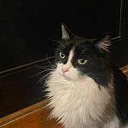 Willow is registered to the contest to win money with this photo: animal, black_and_white, calm, cat, closeup, domestic, ears, feline, fluffy, fur, green_eyes, house, indoor, mammal, pet, portrait, side_view, sitting, whiskers, wooden_floor