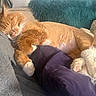 Witcher joined the competition — help win amazing prizes! blanket, cat, closeup, comfort, cozy, cushion, domestic_cat, feline, fur, home, indoor, nap, orange_cat, pet, relaxed, rest, sleeping, soft, warm_light, white_paws