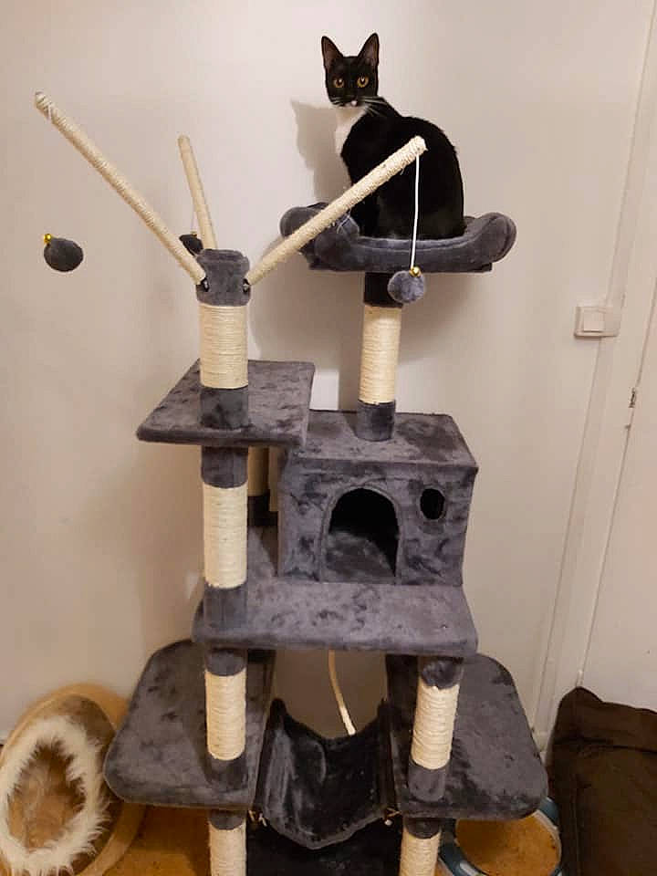 Aby a rejoint le concours — aidez-le/la à gagner de superbes lots ! black_cat, cat, cat_furniture, felidae, small_to_medium_sized_cats